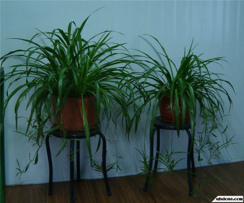 整木定制裝修完如何去除甲醛味道？(圖2)